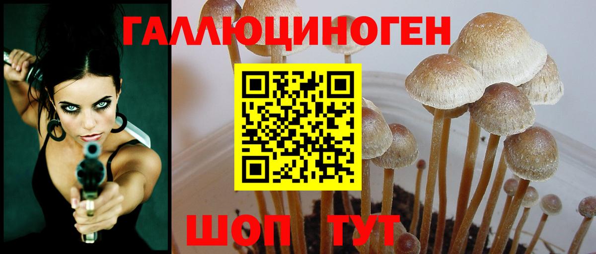 Галлюциногенные грибы Psilocybe Вязники